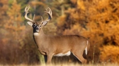 Belochpiece deer